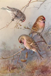 Greenland Redpoll, Lesser Redpoll, Mealy Redpoll