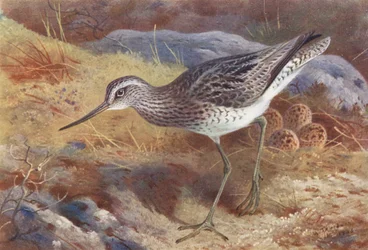 Greenshank