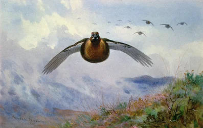Grouse in Flight