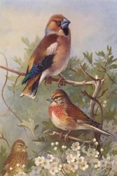 Hawfinch, Linnet (male and female)