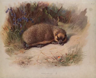 Hedgehog