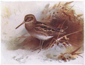 Jack Snipe, from Birds of the British Isles and Their Eggs
