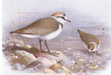 Kentish Plover, from Birds of the British Isles and Their Eggs published by Frederick Warne & Co Ltd, 1958