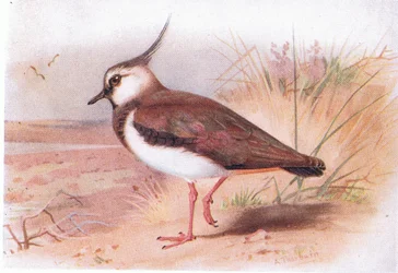 Lapwing, from Birds of the British Isles and Their Eggs
