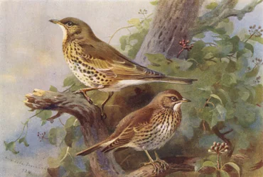 Mistle-Thrush, Song-Thrush