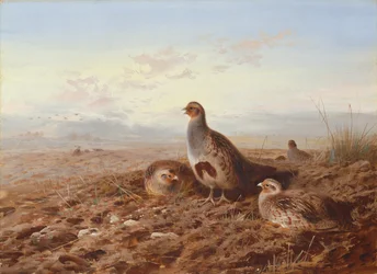 Partridges Amongst Stubble