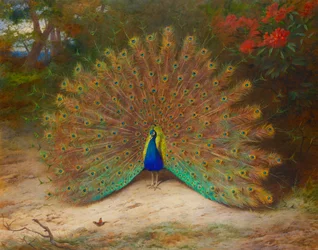 Peacock and Peacock Butterfly