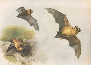 Pipistrelle or Common Bat, from Thorburn