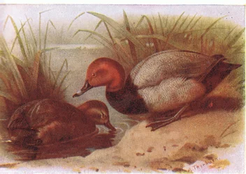Pochard