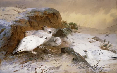 Ptarmigan in the Snow
