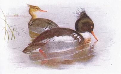 Red Breasted Merganser