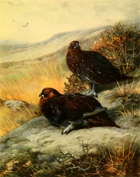 Red Grouse, 1908, 1942