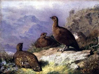 Red Grouse on the Shore of a Loch