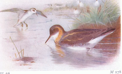 Red Necked Phalarope (summer and autumn), from Birds of the British Isles and Their Eggs