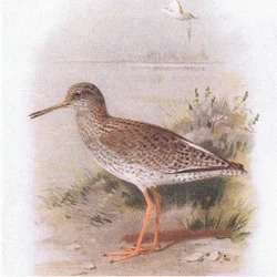 Redshank, from Birds of the British Isles and Their Eggs