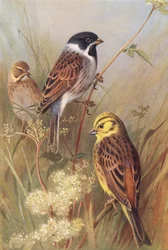 Reed-Bunting (male and female), Yellow Bunting or Yellow Hammer
