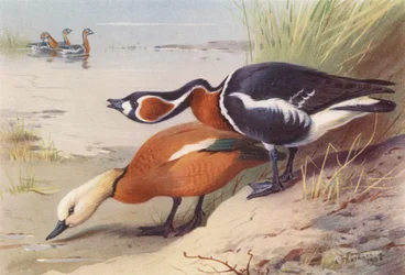 Ruddy Sheld-Duck, Red-Breasted Goose