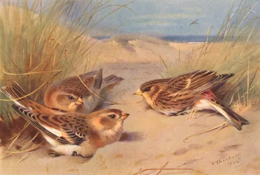 Snow-Bunting (winter), Twite
