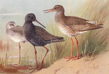 Spotted Redshank (summer and autumn), Common Redshank