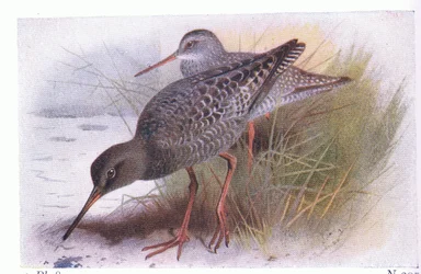 Spotted Redshank, from Birds of the British Isles and Their Eggs