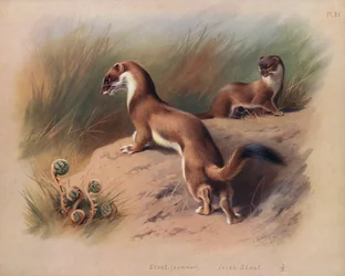 Stoat (summer), Irish Stoat