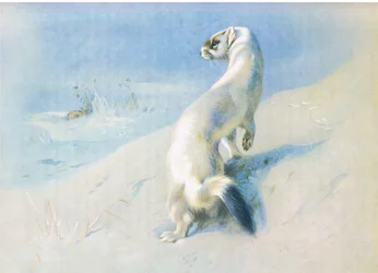Stoat