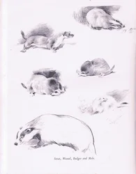 Stoat, Weasel, Badger and Mole