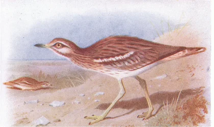 Stone Curlew, from Birds of the British Isles and Their Eggs
