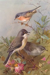 Subalpine Warbler, Orphean Warbler, Barred Warbler