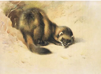 The Polecat, from Thorburn