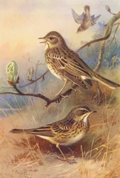 Tree-Pipit, Meadow-Pipit