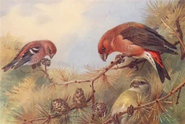 Two-Barred Crossbill, Crossbill (male and female)
