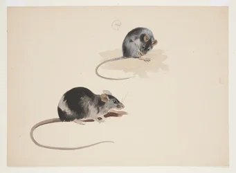 Two studies of black rat, c.1915