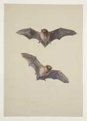 Whiskered bat, c.1915
