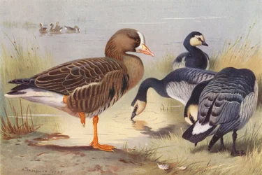 White-Fronted Goose, Bernacle Goose