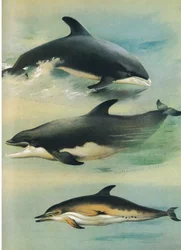 White-Beaked Dolphin, Bottle-Nosed Dolphin and Common Dolphin, from Thorburn