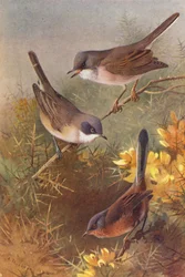 Whitethroat, Lesser Whitethroat, Dartford Warbler