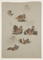 Woodcock, c. 1915