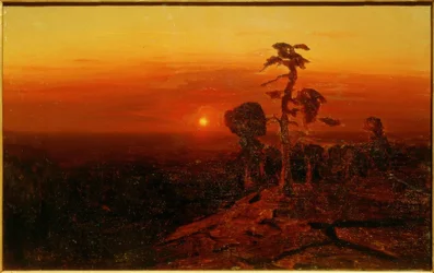 Sunset Over a Pine Forest