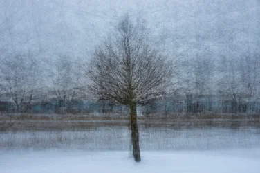Winter Dream Tree