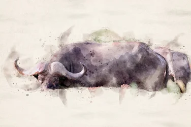 African Buffalo Watercolor