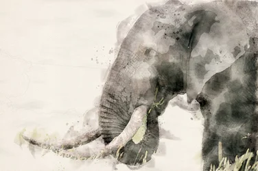 Peaceful Elephant Watercolor