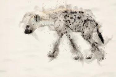 Spotted Hyena Watercolor