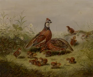 Quail and Young