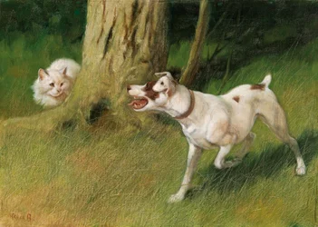 Dog and Cat