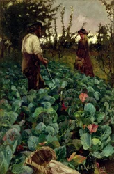 Cabbage Garden