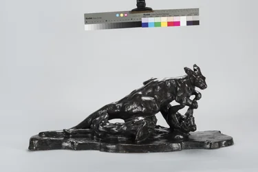 Kangaroo and Dog