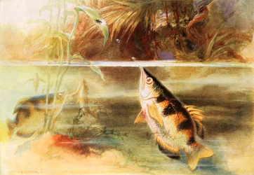 A Sportsman Among Fishes