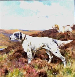 English Setters