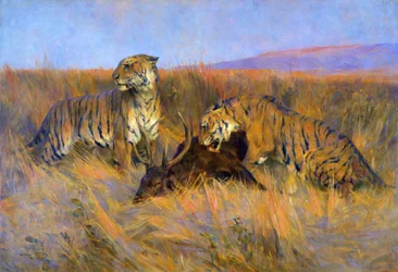 Tigers at Kill